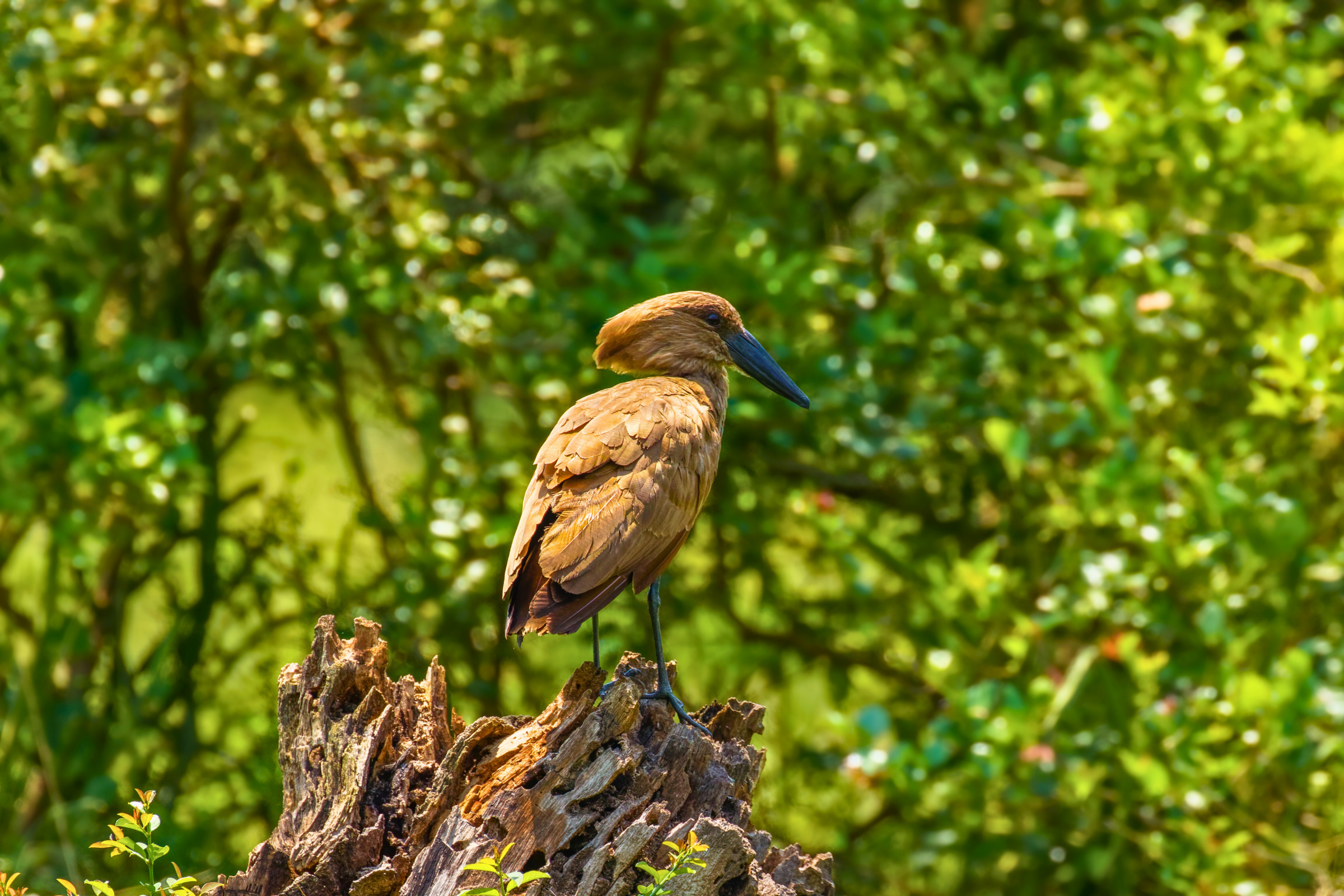 lake mburo national park (2).webp